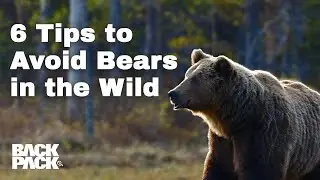 Essential Tips to Avoid Bear Encounters in the Wild: Expert Advice