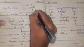 Glucose Conversion to Sorbitol (Sorbitol / Polyol Pathway), Sorbitol and Hyperglycemia