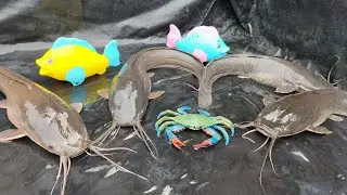 Finding Big Catfish & Sea animal Toys in fish pond, Lobster, shark, arwana, gold fish - Part207