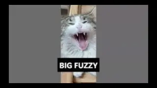 The Cats From The Big Fuzz...Starting With The Massive Beast 🐺