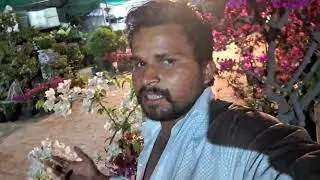 Baugainvillea pink se red color ho gaya #garden #flowers #outdoorplants #overview #nature
