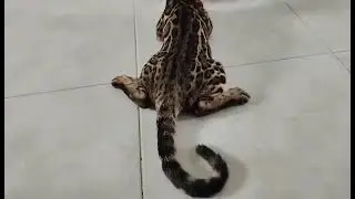 Kucing bengal dengan warna dan motif yang eksotis banget.#cat #bengal #kucing 