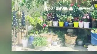 My beautiful terrace garden 🏡🤩🤩
