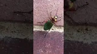 Carabe dor&eacute; (carabus auratus)