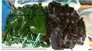 Algae as food