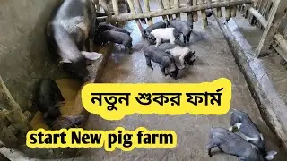 Start New pig farm in Tripura || Earn money 💰 pig farm || @smartindianfarmer