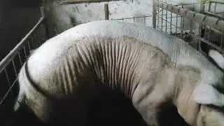 Ogromne krmace od 350 kg