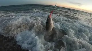 Diamond Jig Schoolies - South Shore Long Island - Fall Run Striped Bass