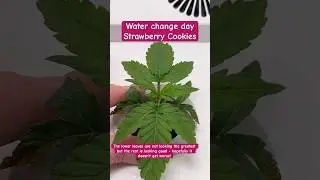 Water change day. Strawberry Cookies strain in the Hey Abby OG Grow Box #cannabis #marijuana #weed