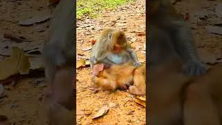 The Quiet Magic of a Mother Protecting New Life ✨🐵