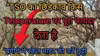 ❄️Shimla Himachal Pradesh Apple orchard TSO spray method 🍎Apple tree TSO spray time in winter