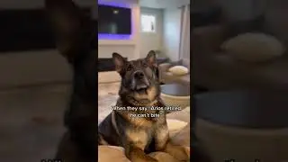 Can this K9 still bite? #shorts #viral