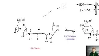 Physikum Biochemie: Galaktose-Stoffwechsel