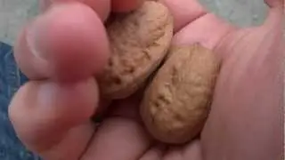 Crushing Walnuts with my Bare Hands