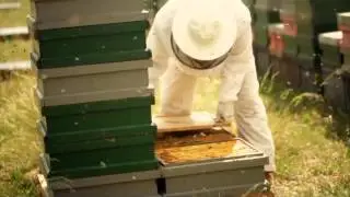 Honeygreen emocional
