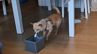 Hund räumt auf 