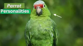 Parrot Personalities _ Discovering the Unique Traits of Different Species ll @Birds&AnimalsLovers