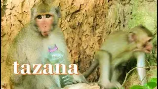 Lose Janet monkey .Just two sister Tazana & Janna monkey
