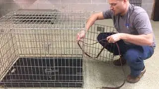 Tips for getting Aggressive or Dangerous  Dog Out of Crate