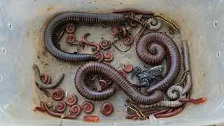 Catch Venom Scorpions And Various Millipede Insects At Mountain 