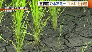 【農業】コシヒカリの産地に異変…“水不足”で田んぼにひび割れ・葉も変色「これからが心配」 猛暑続くなか行政もサポート開始 新潟・南魚沼市