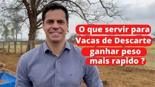 O que servir para vacas de descarte ganhar peso mais r&aacute;pido ?
