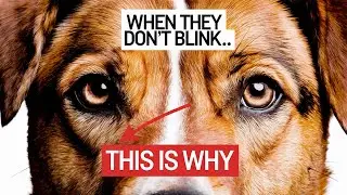 This Unblinking Stare From Your Dog Has a Deep Meaning