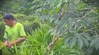 Wild Foraging: Finding Free Livestock Feed in the Garden _FarmersLife _Shorts