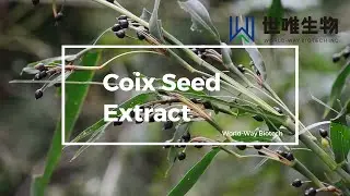 Coix Seed Extract