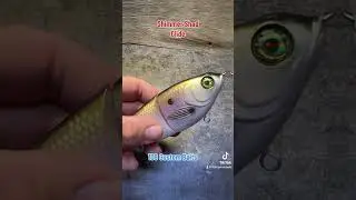 7&rdquo; glide bait painted in my shimmer Shad Pattern.