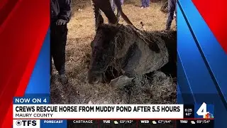 Crews rescue horse from muddy pond after 5-1/2 hours