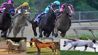 Super Arabian Horse|| Arabian horses||June5, 2023