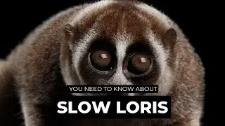 Slow Loris 🐒 The Enigmatic Primate of the Night | The Wise Hub