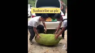 World largest jack fruit #jack_fruit #viral #fruit #fruiys #tree #flower #jack #largest_fruit