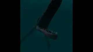Ocean Rift Oculus Quest Megalodon