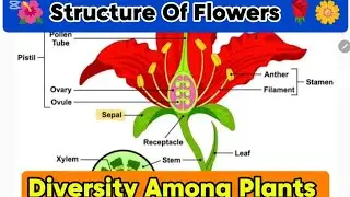 Morphology Of Flower|| Angiospermae|| Diversity Among Plants ☘️|| Class 11