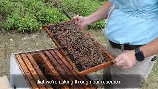 Honey Bee Research and Extension Laboratory