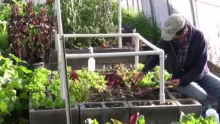 Lettuce Succession Planning - Transplanting