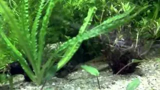 freshwater characin fish tank