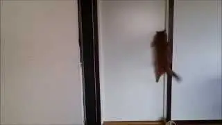 EPIC Swedish cat surprise jump on my door!!!