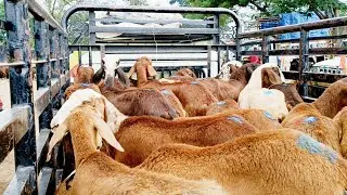 Pebbair sheeps market-pebbair market-pebbair santa-sheep video-pebbair market today 2025-sheeps