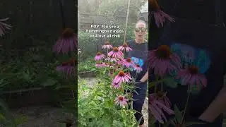 Hummingbird Moth Sighting Today! #garden #hummingbird #growth #nature