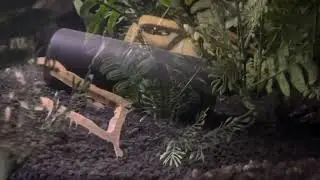 The YoYo Loach