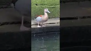 Ring teal duck #shorts #duck #minizoo #villagecareerwithashraf #viralvideo #trending