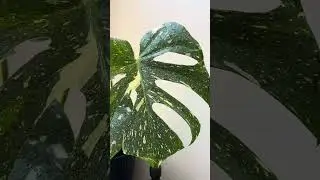 Monstera Thai Constellation Repot - The Leafy Lounge