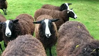 Ewes moved out of short grass paddock as they dry off from lactation