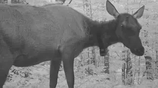 Collared Michigan Elk Trail Camera Videos | Pigeon River Country State Forest | Bushnell Trophy Cam