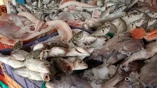 ياسلام على الحوت ديال اليوم المليح اللهم بارك دخول تشوف 
