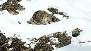 Spiti - Holiday Himalayas