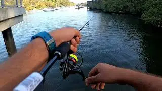 Birthday fishing session - Lane Cove River